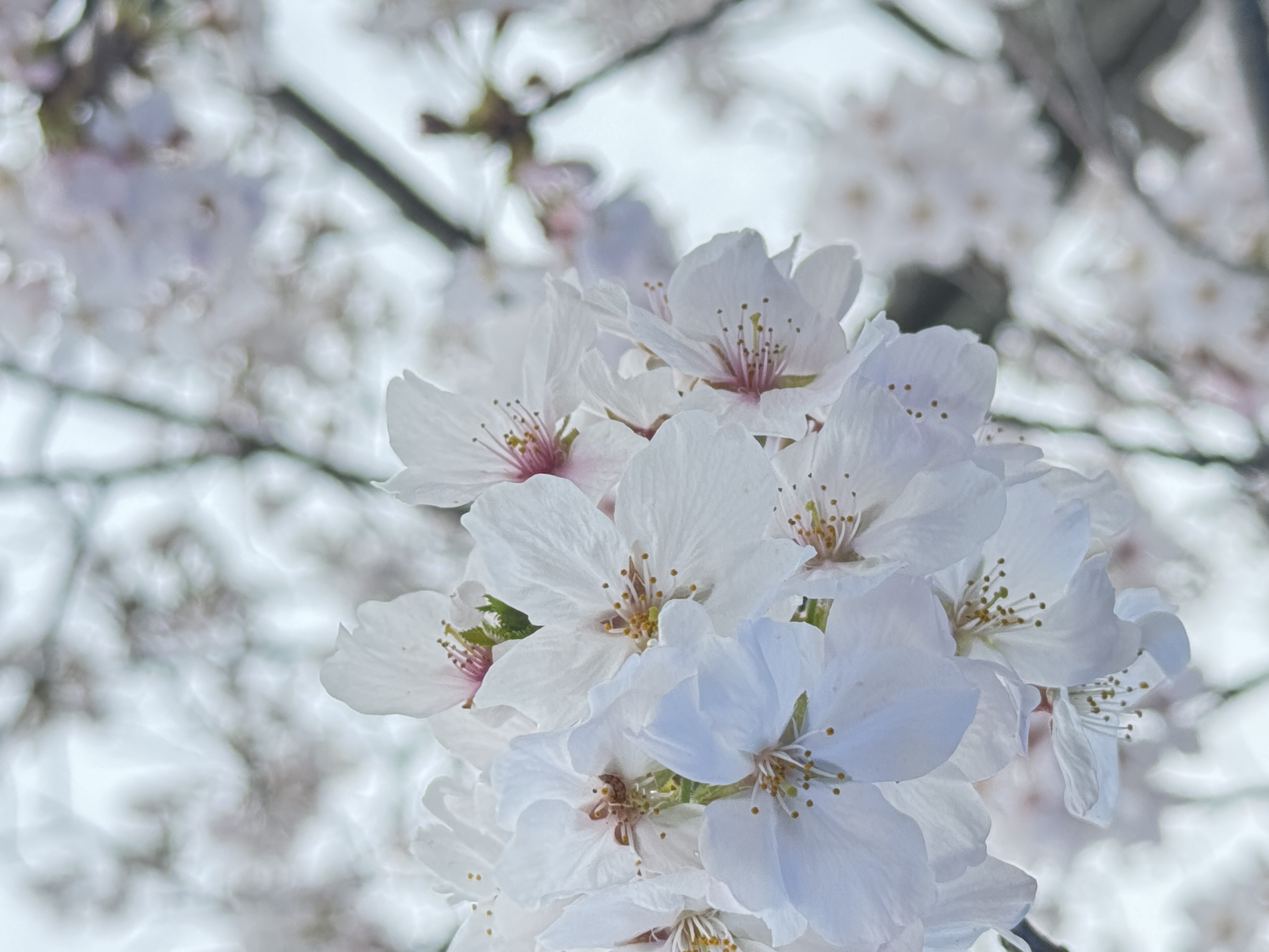 家のお庭に咲く桜 写真