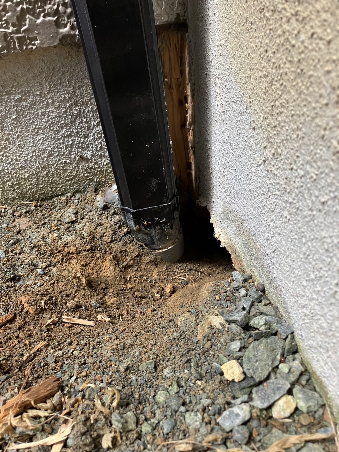 白蟻　大忙し 写真